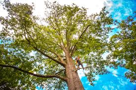 Tree and Shrub Care in Lapel, IN